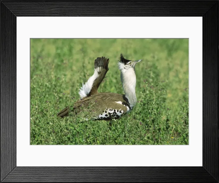 Framed Print : Kori Bustard - male displaying - Kenya JFL11400 Framed Print : Kori Bustard - male displaying - Kenya JFL11400
