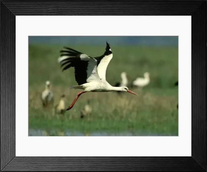 Framed Print : White Stork - in flight - Kenya JFL11316 Framed Print : White Stork - in flight - Kenya JFL11316