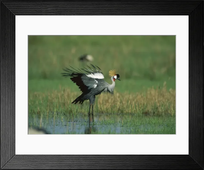 Framed Print : Grey-crowned Crane - in shallow water - Masai Mara National Reserve - Kenya, eastern and southern Africa JFL11276 Framed Print : Grey-crowned Crane - in shallow water - Masai Mara National Reserve - Kenya, eastern and southern Africa JFL11276