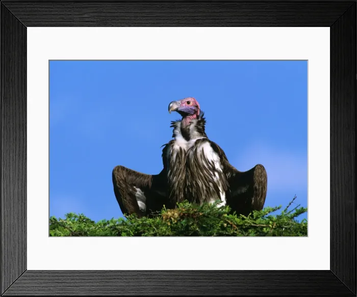 Framed Print : Lappet-faced Vulture - with spread wings, Masai Mara National Reserve, Kenya, eastern & central Africa JFL11253