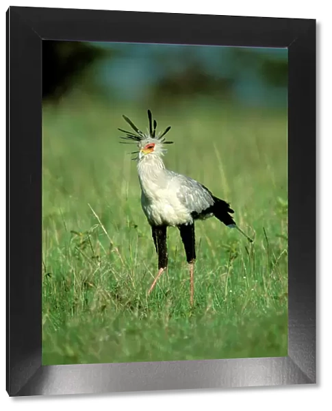 Secretary bird - Masai Mara National Reserve - Kenya JFL11238