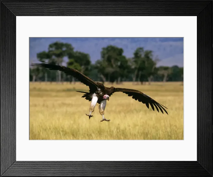 Framed Print : Lappet-faced Vulture - in flight landing - Masai Mara National Reserve - Kenya JFL10996 Framed Print : Lappet-faced Vulture - in flight landing - Masai Mara National Reserve - Kenya JFL10996