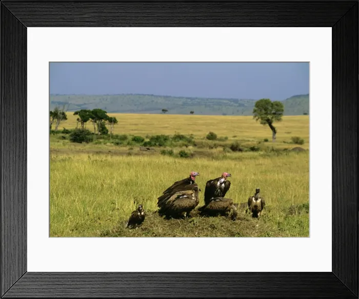 Framed Print : Lappet-faced Vulture - group on ground - Masai Mara National Reserve - Kenya JFL12593 Framed Print : Lappet-faced Vulture - group on ground - Masai Mara National Reserve - Kenya JFL12593