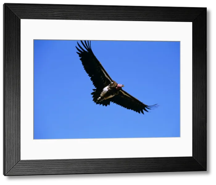 Framed Print : Lappet-faced Vulture - in flight - Masai Mara National Reserve - Kenya JFL12591