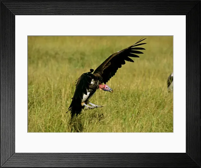 Framed Print : Lappet-faced Vulture - in flight landing - Masai Mara National Reserve - Kenya JFL12585 Framed Print : Lappet-faced Vulture - in flight landing - Masai Mara National Reserve - Kenya JFL12585