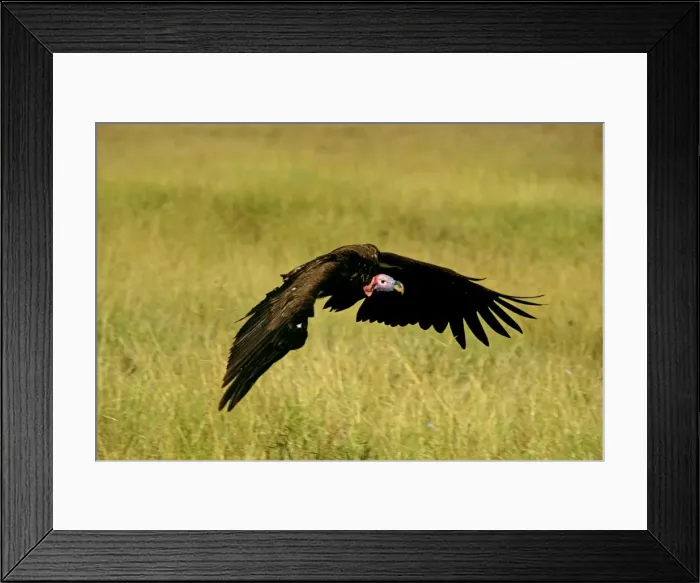 Framed Print : Lappet-faced Vulture - in flight - Masai Mara National Reserve - Kenya JFL12584 Framed Print : Lappet-faced Vulture - in flight - Masai Mara National Reserve - Kenya JFL12584