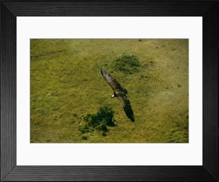 Framed Print : Aerial - Lappet-faced Vulture - in flight - Masai Mara National Reserve - Kenya JFL12580 Framed Print : Aerial - Lappet-faced Vulture - in flight - Masai Mara National Reserve - Kenya JFL12580