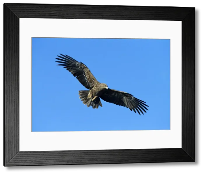 Framed Print : Tawny Eagle - in flight - Kenya - Africa JFL12321 Framed Print : Tawny Eagle - in flight - Kenya - Africa JFL12321