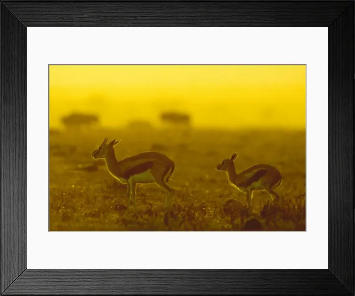 Framed Print : Thomson's Gazelle - female and young - Masai Mara National Reserve - Kenya JFL11989 Framed Print : Thomson's Gazelle - female and young - Masai Mara National Reserve - Kenya JFL11989