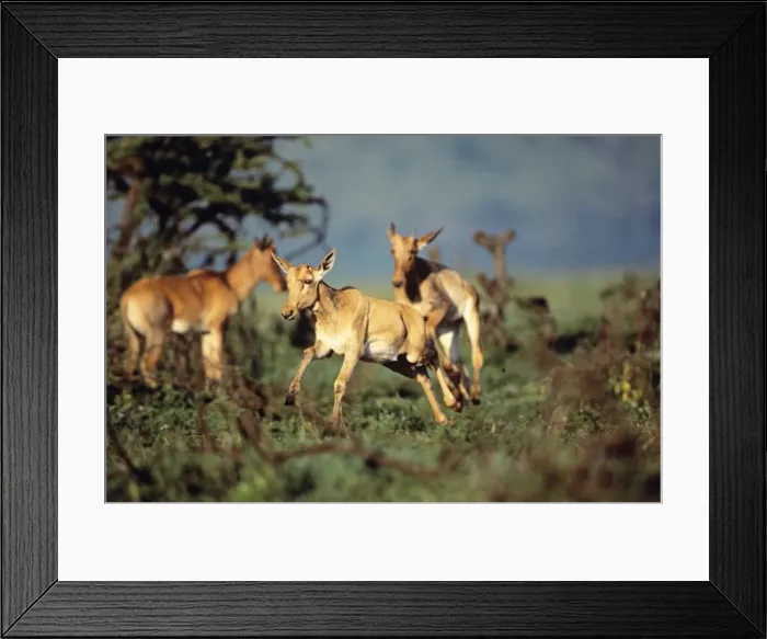 Framed Print : Topi - calf leaping - Masai Mara National Reserve - Kenya JFL11982 Framed Print : Topi - calf leaping - Masai Mara National Reserve - Kenya JFL11982