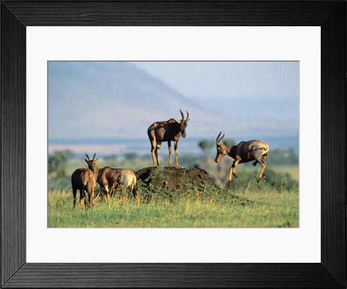 Framed Print : Topi - small group - one leaping - Masai Mara National Reserve - Kenya JFL11976 Framed Print : Topi - small group - one leaping - Masai Mara National Reserve - Kenya JFL11976