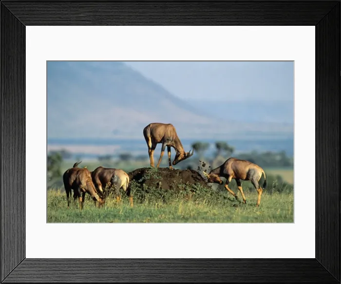 Framed Print : Topi - small group - one rubbing face on dirt mound - possibly a scenting behaviour - Masai Mara National Reserve - Kenya JFL11975 Framed Print : Topi - small group - one rubbing face on dirt mound - possibly a scenting behaviour - Masai Mara National Reserve - Kenya JFL11975