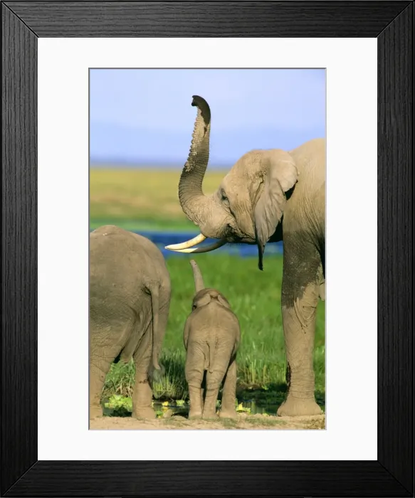 Framed Print : African Elephant - with young - using trunk to detect scents JFL11963 Framed Print : African Elephant - with young - using trunk to detect scents JFL11963