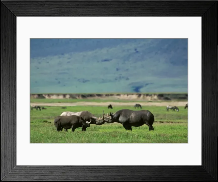 Framed Print : Black Rhinoceros - female in oestrus, her 19-month-old calf, & male - play-fight before mating, Ngorongoro Conservation Area, Tanzania JFL11816 Framed Print : Black Rhinoceros - female in oestrus, her 19-month-old calf, & male - play-fight before mating, Ngorongoro Conservation Area, Tanzania JFL11816