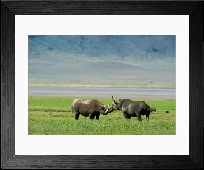 Framed Print : Black Rhinoceros - female in oestrus her 19-month-old calf & male - play fight before mating - Ngorongoro Conservation Area - Tanzania JFL11809