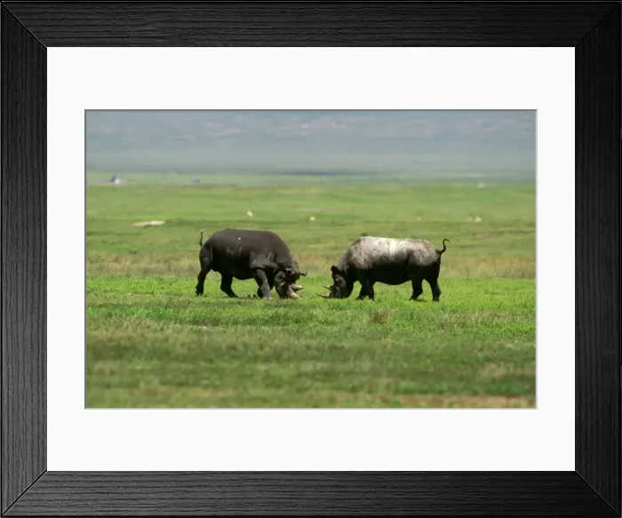 Framed Print : Black Rhinoceros - female aggresive to male prior to mating - Ngorongoro Conservation Area - Tanzania JFL11801 Framed Print : Black Rhinoceros - female aggresive to male prior to mating - Ngorongoro Conservation Area - Tanzania JFL11801