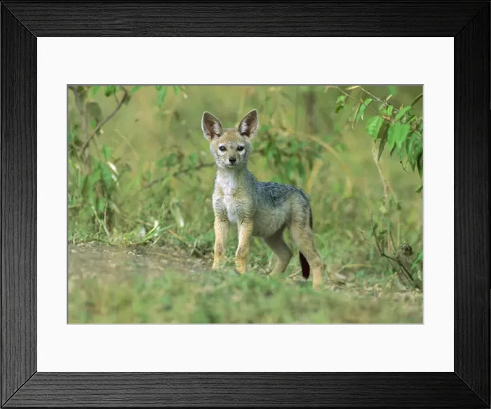 Framed Print : Black-backed Jackal - pup outside den - Masai Mara National Reserve - Kenya JFL13973 Framed Print : Black-backed Jackal - pup outside den - Masai Mara National Reserve - Kenya JFL13973