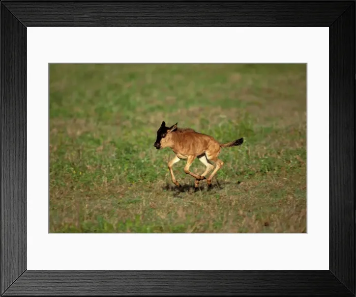 Framed Print : Wildebeest - calf running - Ngorongoro Conservation Area - Tanzania JFL13801 Framed Print : Wildebeest - calf running - Ngorongoro Conservation Area - Tanzania JFL13801