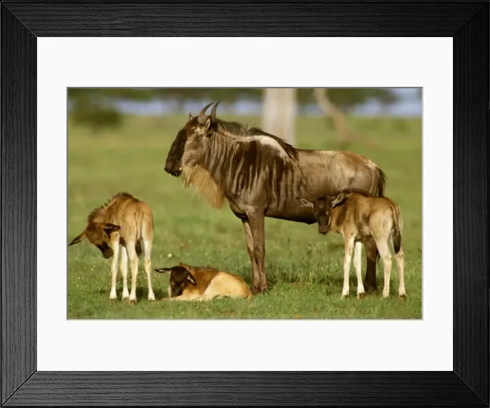 Framed Print : Wildebeest - female with three calves - Masai Mara National Reserve - Kenya JFL13791 Framed Print : Wildebeest - female with three calves - Masai Mara National Reserve - Kenya JFL13791