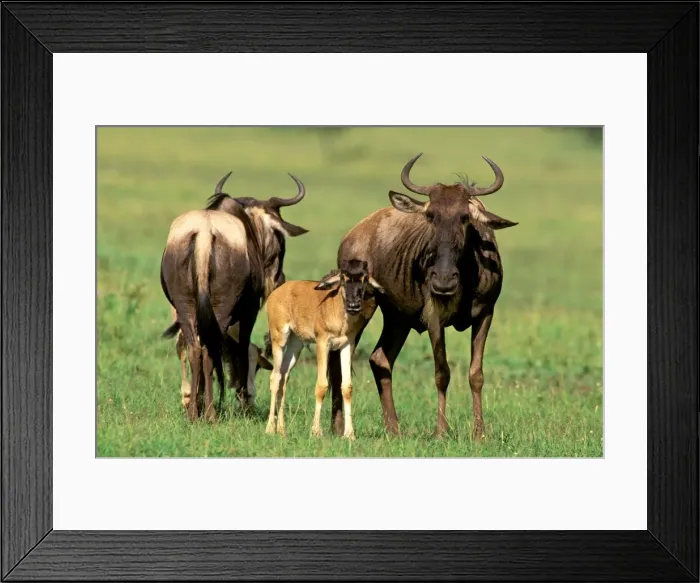 Framed Print : Wildebeest - adult with calf - Masai Mara National Reserve - Kenya JFL13786 Framed Print : Wildebeest - adult with calf - Masai Mara National Reserve - Kenya JFL13786