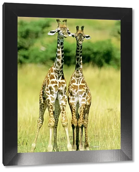 Masai Giraffe - two young - Masai Mara National Reserve - Kenya JFL13586