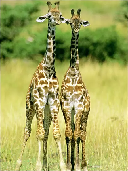 Masai Giraffe - two young - Masai Mara National Reserve - Kenya JFL13586