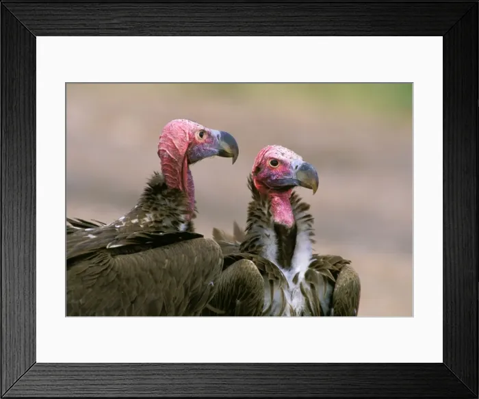 Framed Print : Lappet-faced Vulture - pair - Masai Mara National Reserve - Kenya JFL12615 Framed Print : Lappet-faced Vulture - pair - Masai Mara National Reserve - Kenya JFL12615