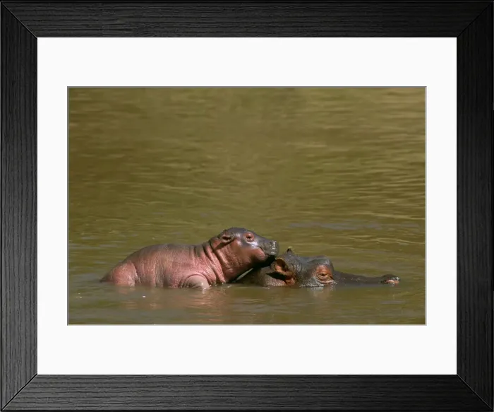 Framed Print : Hippopotamus - baby on mother's back in water - Masai Mara National Reserve - Kenya JFL14844 Framed Print : Hippopotamus - baby on mother's back in water - Masai Mara National Reserve - Kenya JFL14844