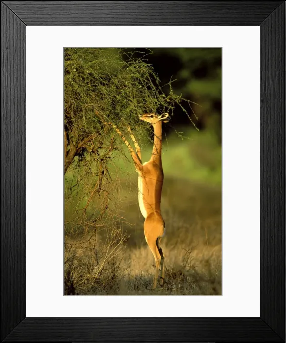Framed Print : Gerenuk - standing to reach vegetation - Samburu National Reserve - Kenya JFL14746 Framed Print : Gerenuk - standing to reach vegetation - Samburu National Reserve - Kenya JFL14746