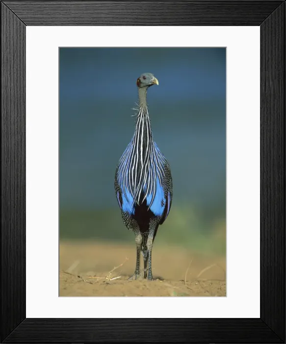 Framed Print : Vulturine Guineafowl - on the ground where it spends most of the day foraging - Samburu National Reserve - Kenya JFL14618 Framed Print : Vulturine Guineafowl - on the ground where it spends most of the day foraging - Samburu National Reserve - Kenya JFL14618