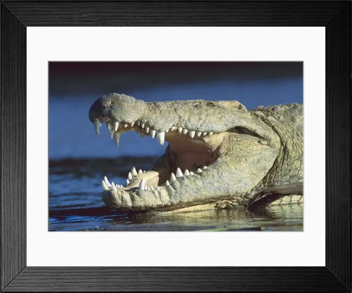 Framed Print : Nile crocodile - with mouth open - Masai Mara National Reserve - Kenya JFL14574 Framed Print : Nile crocodile - with mouth open - Masai Mara National Reserve - Kenya JFL14574