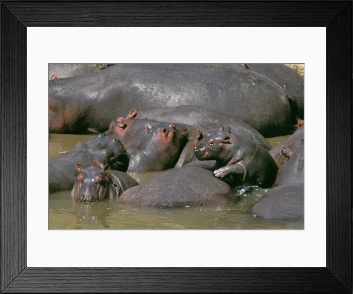 Framed Print : Hippopotamus - in water mother & young - Masai Mara National Reserve - Kenya JFL14351