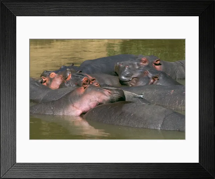 Framed Print : Hippopotamus - in water - group dozing with an oxpecker on the back of one - Masai Mara National Reserve - Kenya JFL14349 Framed Print : Hippopotamus - in water - group dozing with an oxpecker on the back of one - Masai Mara National Reserve - Kenya JFL14349