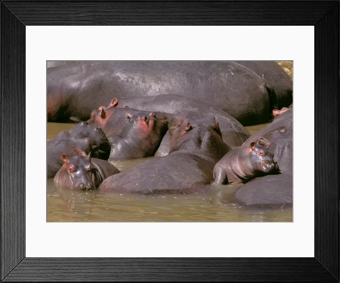 Framed Print : Hippopotamus - group of adults and young dozing in river - Masai Mara National Reserve - Kenya JFL14342 Framed Print : Hippopotamus - group of adults and young dozing in river - Masai Mara National Reserve - Kenya JFL14342