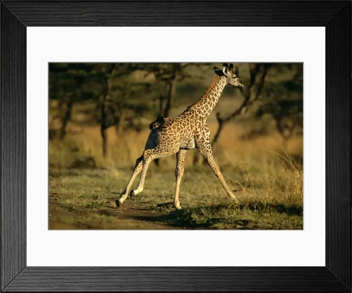 Framed Print : Common Giraffe - running - Africa JFL14287 Framed Print : Common Giraffe - running - Africa JFL14287