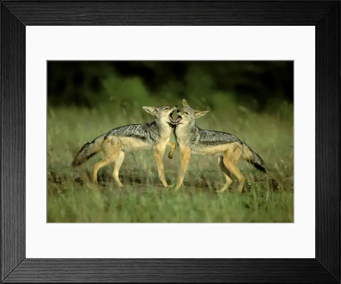 Framed Print : Black-backed Jackal - young playing - Masai Mara National Reserve - Kenya JFL16629 Framed Print : Black-backed Jackal - young playing - Masai Mara National Reserve - Kenya JFL16629