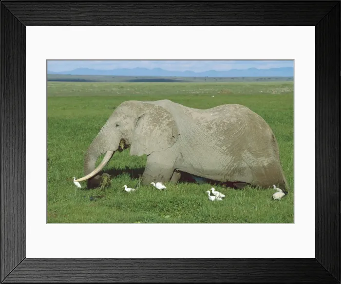 Framed Print : African Elephant - bull feeding in swamp - birds following to feed on animals disturbed by elephant - Amboseli National Park - Kenya JFL16222 Framed Print : African Elephant - bull feeding in swamp - birds following to feed on animals disturbed by elephant - Amboseli National Park - Kenya JFL16222