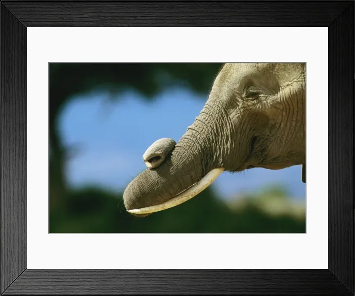 Framed Print : African Elephant - bull with twisted trunk - Amboseli National Park - Kenya JFL16190 Framed Print : African Elephant - bull with twisted trunk - Amboseli National Park - Kenya JFL16190