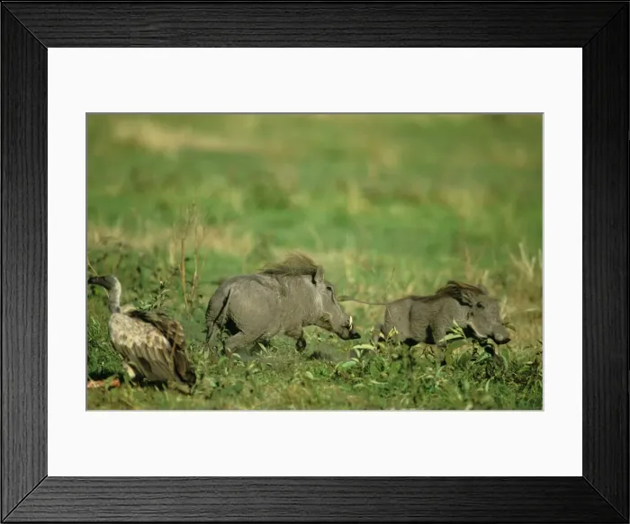 Framed Print : Warthog - one chasing another - Masai Mara National Reserve - Kenya JFL16153 Framed Print : Warthog - one chasing another - Masai Mara National Reserve - Kenya JFL16153