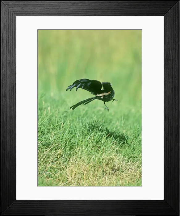 Framed Print : Jackson's Widowbird - male displaying above lek Framed Print : Jackson's Widowbird - male displaying above lek