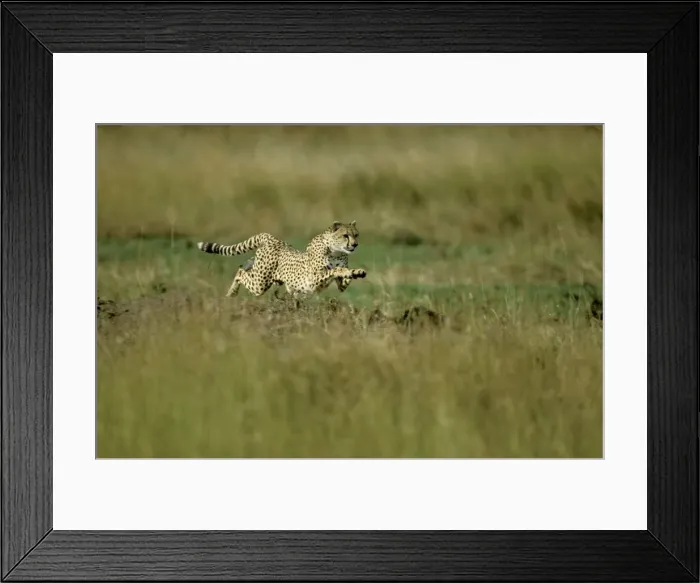 Framed Print : Cheetah - running fast - Masai Mara National Reserve - Kenya JFL15730 Framed Print : Cheetah - running fast - Masai Mara National Reserve - Kenya JFL15730