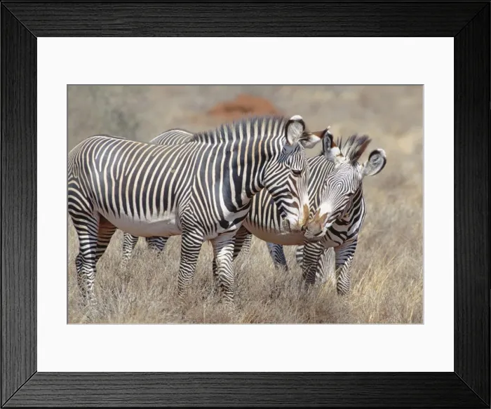 Framed Print : Grevy's Zebra - small group with pair nuzzling - Samburu National Reserve - Kenya JFL15454 Framed Print : Grevy's Zebra - small group with pair nuzzling - Samburu National Reserve - Kenya JFL15454