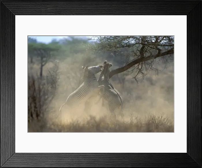 Framed Print : Grevy's Zebra - stallions fighting - Samburu National Reserve - Kenya JFL15449 Framed Print : Grevy's Zebra - stallions fighting - Samburu National Reserve - Kenya JFL15449