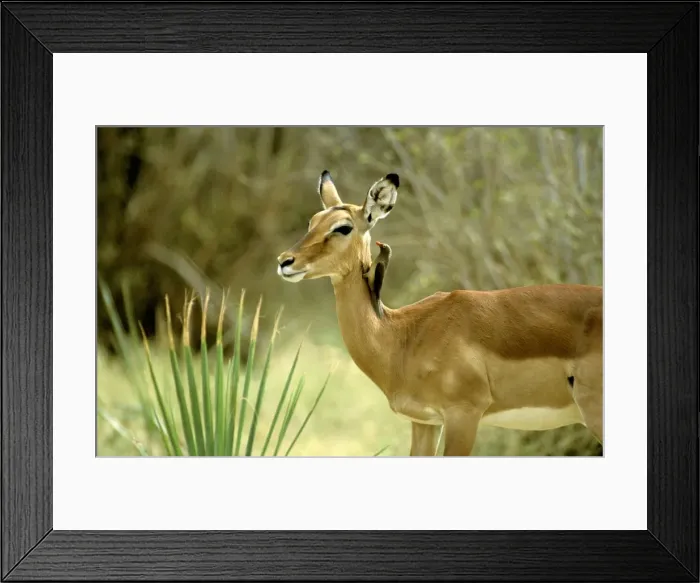 Framed Print : Impala - female with Red-billed oxpecker (Buphagus erythrorhynchus) - Masai Mara National Reserve - Kenya JFL14938 Framed Print : Impala - female with Red-billed oxpecker (Buphagus erythrorhynchus) - Masai Mara National Reserve - Kenya JFL14938