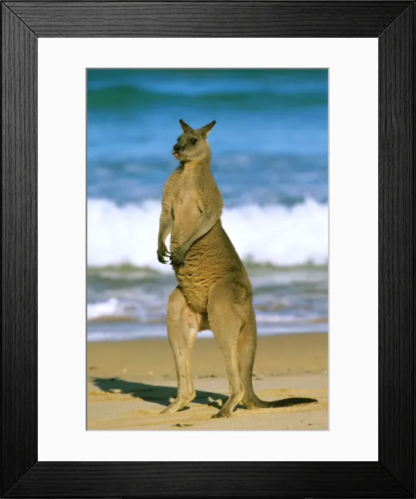 Framed Print : Eastern Grey Kangaroo - male standing on beach - Murramarang National Park - New South Wales - Australia JFL17197 Framed Print : Eastern Grey Kangaroo - male standing on beach - Murramarang National Park - New South Wales - Australia JFL17197