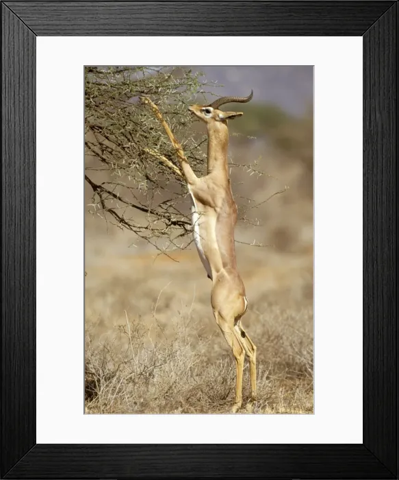 Framed Print : Gerenuk - stretching on hind legs to reach vegetation - Samburu National Reserve - Kenya JFL17178 Framed Print : Gerenuk - stretching on hind legs to reach vegetation - Samburu National Reserve - Kenya JFL17178