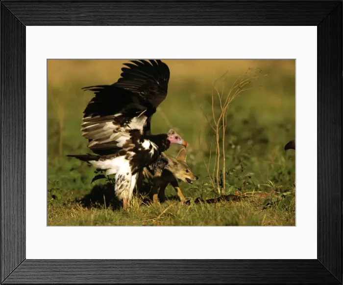 Framed Print : Lappet-faced Vulture - Masai Mara National Reserve - Kenya JFL17156 Framed Print : Lappet-faced Vulture - Masai Mara National Reserve - Kenya JFL17156