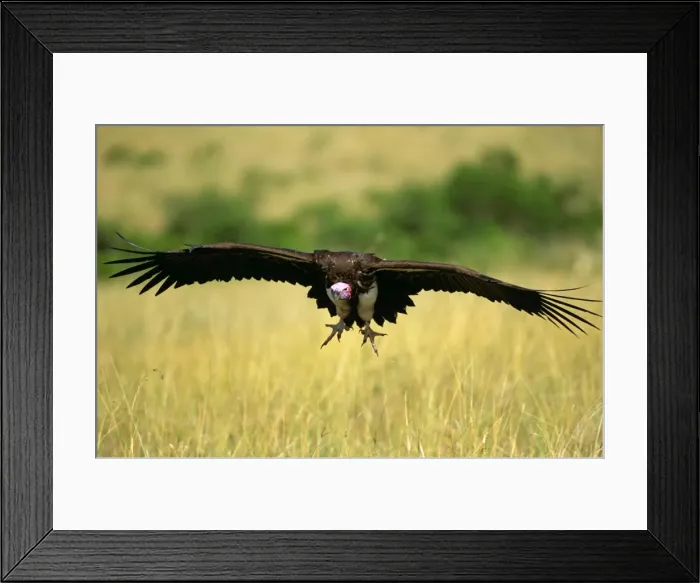 Framed Print : Lappet-faced Vulture - in flight - Masai Mara National Reserve - Kenya JFL17148 Framed Print : Lappet-faced Vulture - in flight - Masai Mara National Reserve - Kenya JFL17148