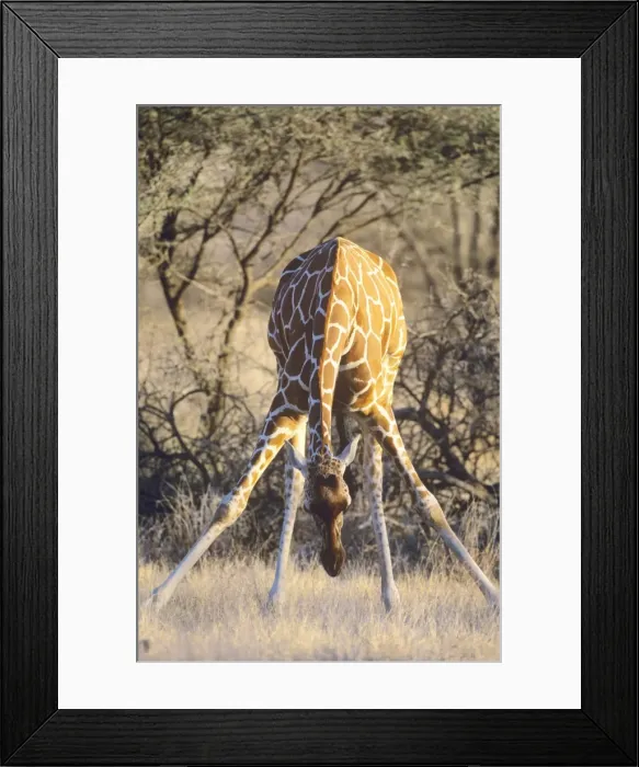 Framed Print : Reticulated Giraffe - bending down to feed on grass - Samburu National Reserve - Kenya JFL17100 Framed Print : Reticulated Giraffe - bending down to feed on grass - Samburu National Reserve - Kenya JFL17100