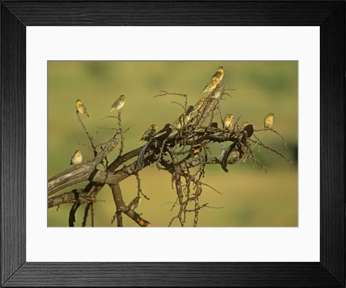 Framed Print : Jackson's Widowbird - male in breeding plumage JFL16981 Framed Print : Jackson's Widowbird - male in breeding plumage JFL16981